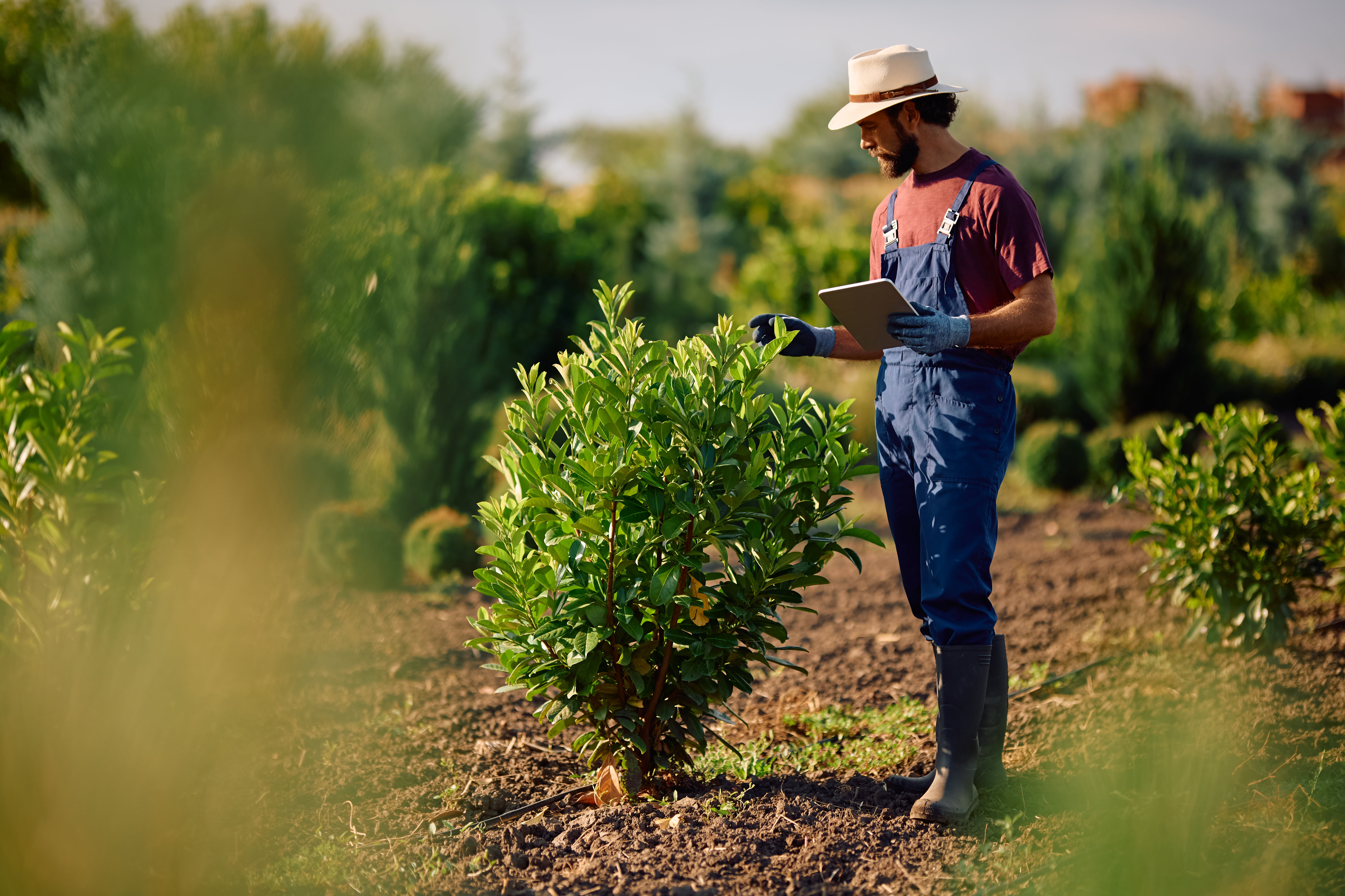 Male worker using touchpad during quality control at tree nursery. Copy space.
