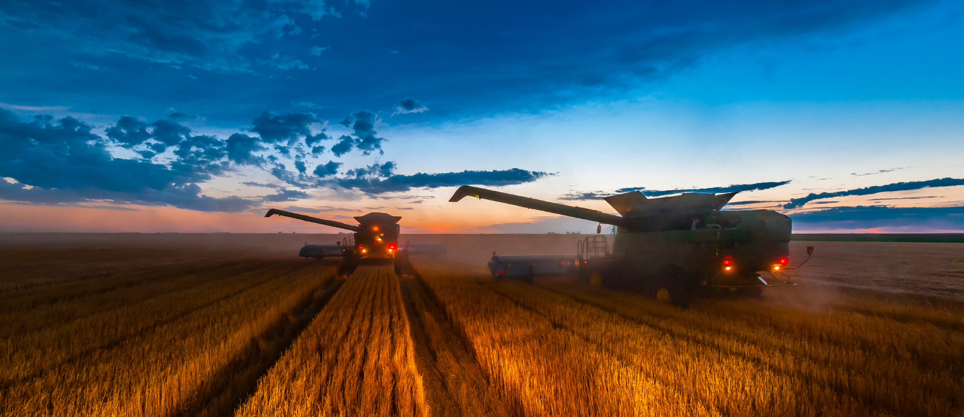 Combines working at twilight during the wheat harvest