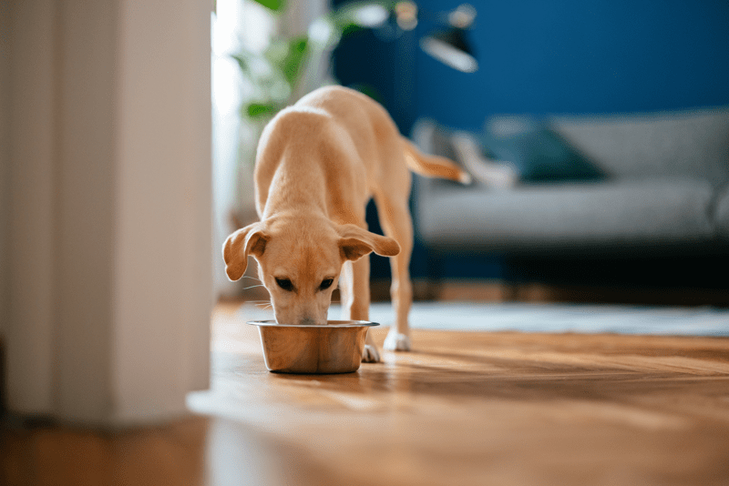 Navigating pet food recalls: insurance strategies for manufacturers