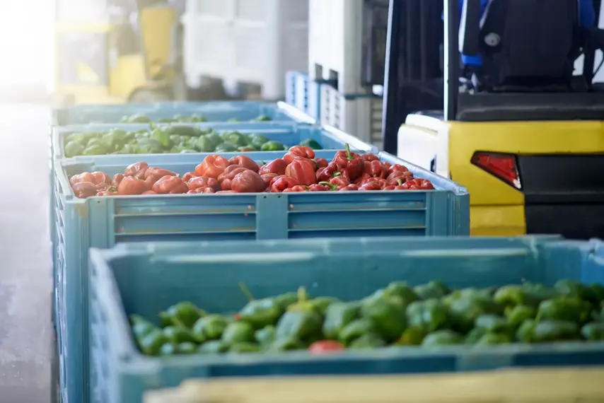 Shot of fresh green and red peppers in crates in a vegetable processing plant