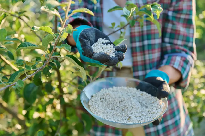 Fertilizing fruit trees apple trees with mineral granulated fertilizers. Summer season, work in the garden.