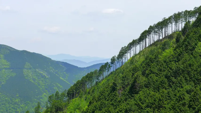 A photo of sustainable forestry