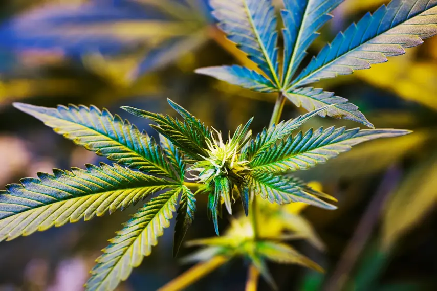 Cannabis