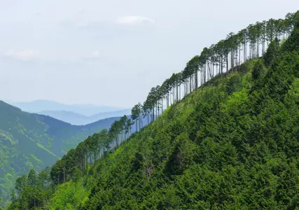 For every participant in the value chain, there are tangible consequences of a failed carbon credit. 
