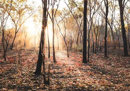Explore the latest update on Australia's Bushfire Liability Insurance Market. Discover how new capacity, cautious optimism, and strategic risk storytelling are reshaping the market in 2025.