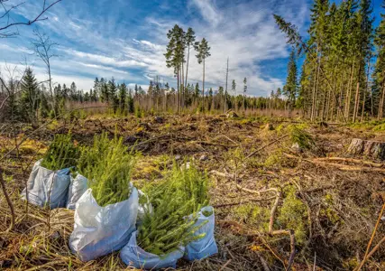 An increasing number of companies are choosing to limit or withhold public disclosure of their carbon offsetting activities. This approach, commonly referred to as ‘green hushing’, is an attempt by organisations to reduce external scrutiny of their ESG strategies amid heightened regulatory, legal, and reputational risks. 