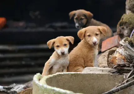 Rabies cases in the Philippines have risen by 23% in 2024, making timely vaccination and awareness more crucial than ever. Learn how to prevent rabies, recognize symptoms, and take immediate action after an animal bite. Stay informed and protected this summer.