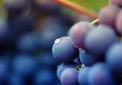 Climate change poses several challenges for viticulture. Grapes are vulnerable to changes in temperature, precipitation, water availability, pests and diseases, and extreme weather events. Changes in weather patterns are becoming less predictable and they can have significant impacts on the yield, ripening, sugar content, acidity, phenolic compounds, and aroma of the grapes.