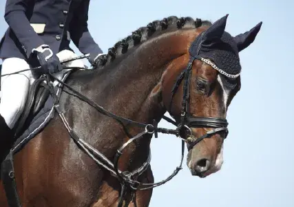 Lockton Private Risk Solutions appoints Missy Sullivan as Equine, Farm & Ranch Practice Leader, expanding expert, high touch risk solutions for high net worth clients and strengthening Lockton's offerings of specialized insurance and risk solutions for HNW individuals