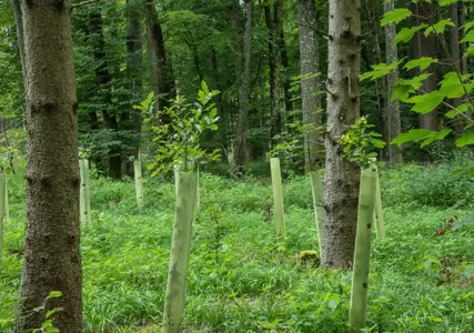 An increasing number of companies are choosing to limit or withhold public disclosure of their carbon offsetting activities. This approach, commonly referred to as ‘green hushing’, is an attempt by organisations to reduce external scrutiny of their ESG strategies amid heightened regulatory, legal, and reputational risks. 