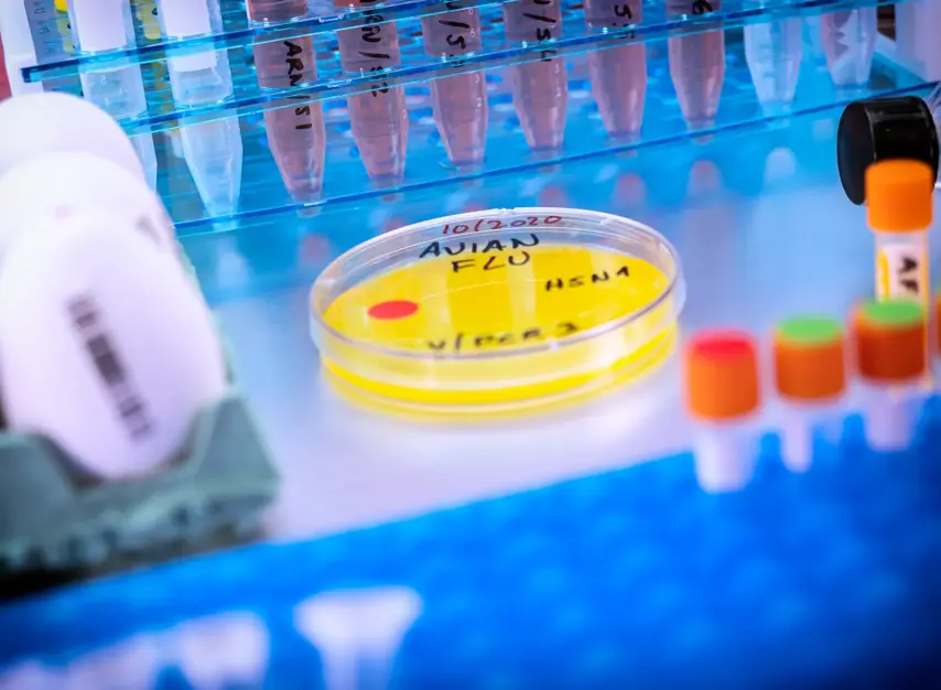 Avian influenza research