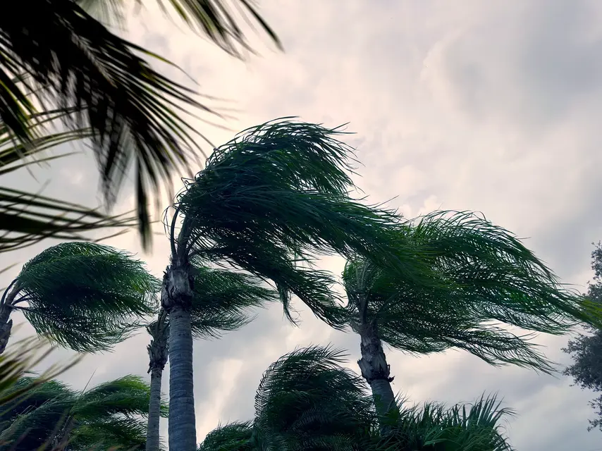 Palm trees during tropical storm